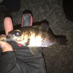 アジングからの