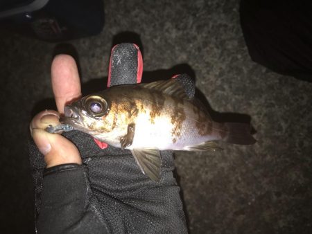 アジングからの