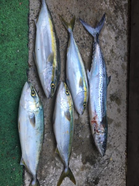 鹿の背ジギング