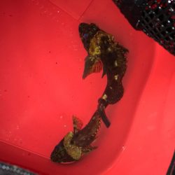 ガシラジグタン