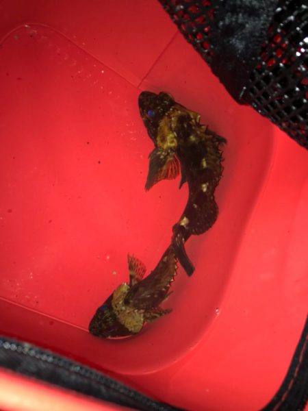 ガシラジグタン