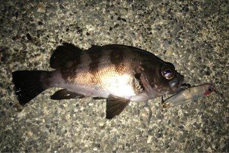 シャローエリアでのメバリング