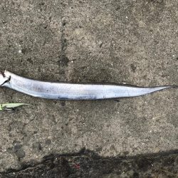 今日も超〜渋い！