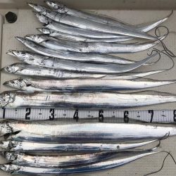 タチウオジギング  サーベリング