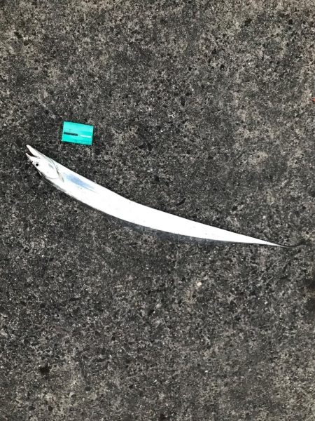 釣果も気温も寒い