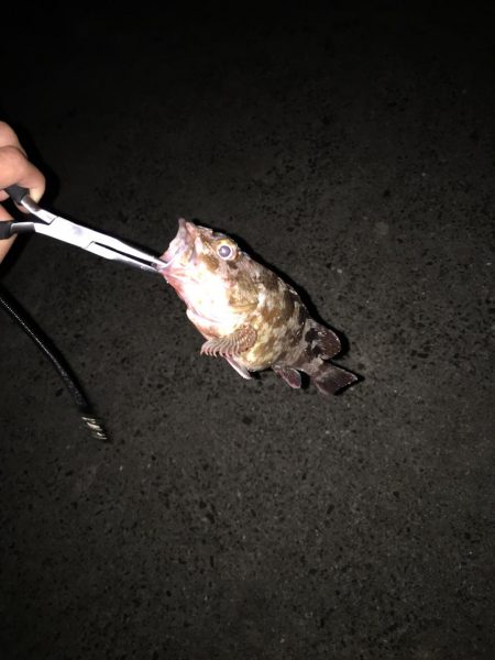 アジングのつもりで行ったら