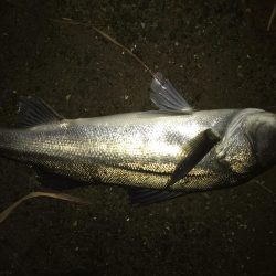 ナイトシーバス