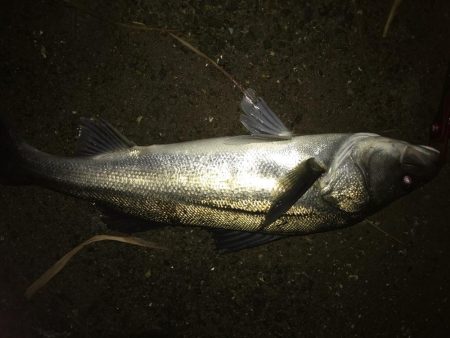 ナイトシーバス