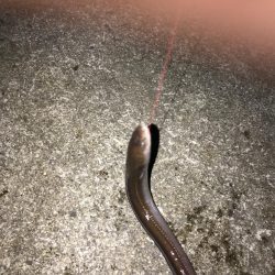 落ちギス釣行(´ω｀)