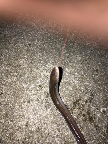 落ちギス釣行(´ω｀)