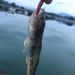 ワームでハゼ釣り