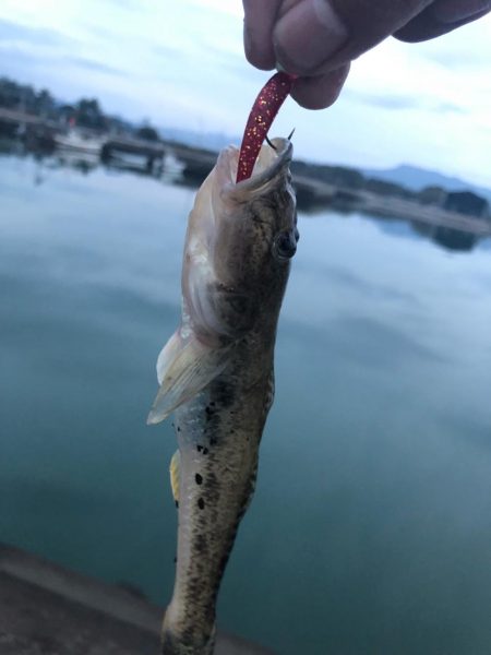 ワームでハゼ釣り