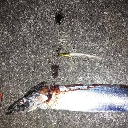 目の前のナブラはものにできず　タチウオ1本