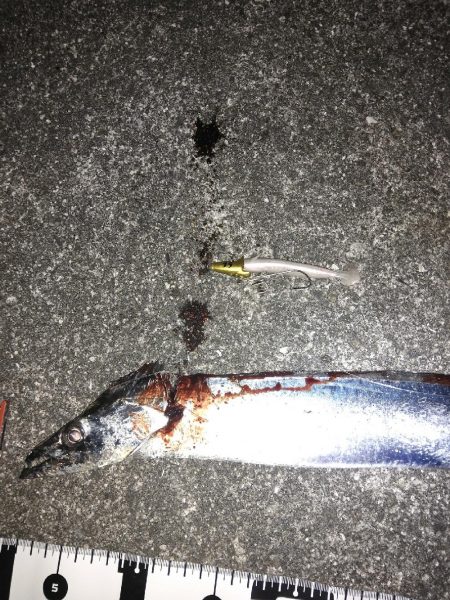 目の前のナブラはものにできず　タチウオ1本…