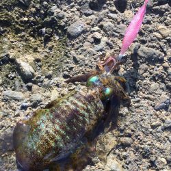 エギングトリップ