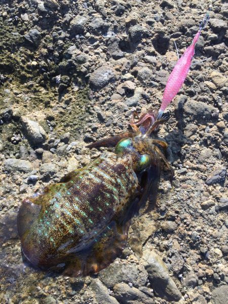 エギングトリップ