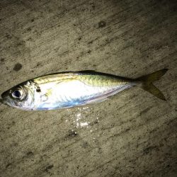 楽しいアジング！