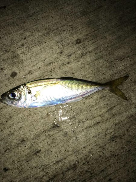 楽しいアジング！