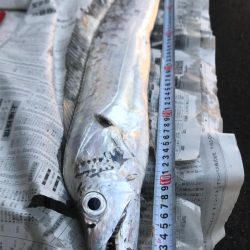 ドラゴン狙いで