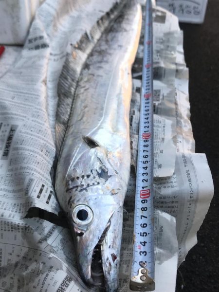 ドラゴン狙いで