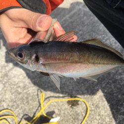 大阪奥湾サビキ コマセの消化