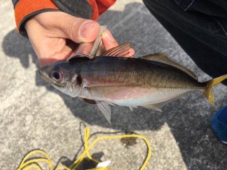 大阪奥湾サビキ コマセの消化