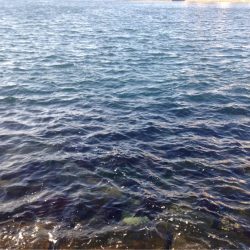 初ヒラメ、ソゲとも言う