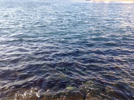 初ヒラメ、ソゲとも言う