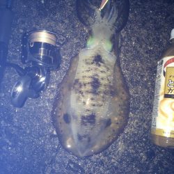 厳しかったです