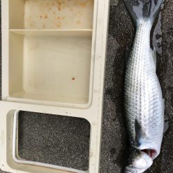 サビキでアジ狙い!