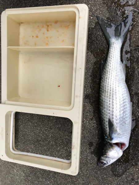 サビキでアジ狙い!