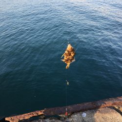 カワハギ釣り