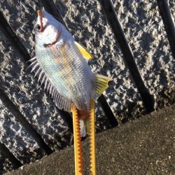 ザ！五目釣り！