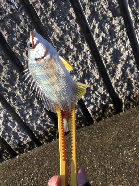 ザ！五目釣り！