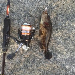 メバリング釣行