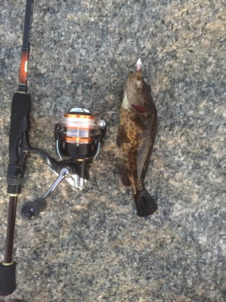 メバリング釣行