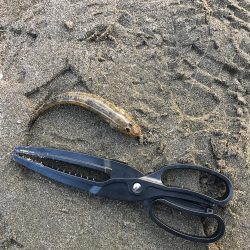 加江田川河口 良型キス