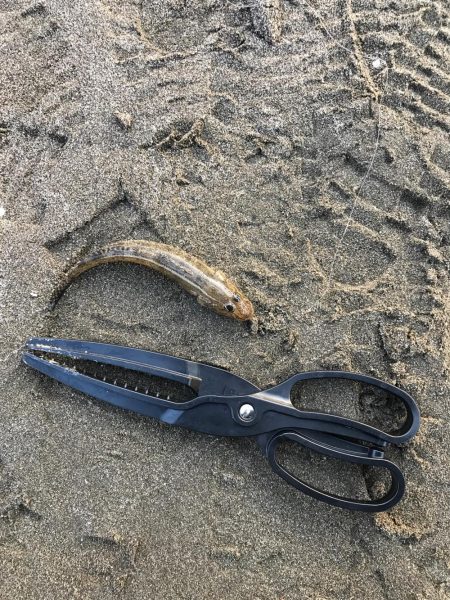 加江田川河口 良型キス