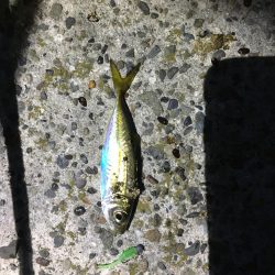 アジングのち青物