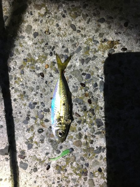 アジングのち青物