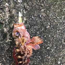 メバルねらいですが！