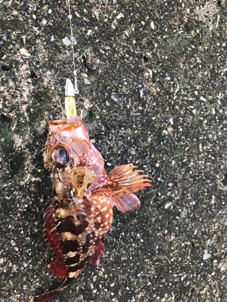 メバルねらいですが！