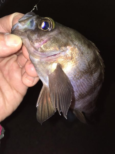 メバリング開幕戦