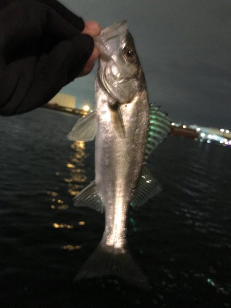 セイゴ入れ食い