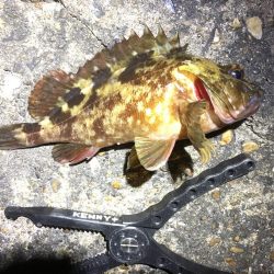 冬のお魚登場です。