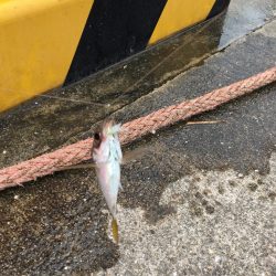 大阪奥湾サビキ 10mの違い