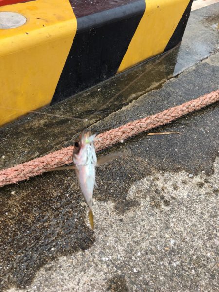 大阪奥湾サビキ 10mの違い