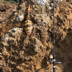 苗我島エギング