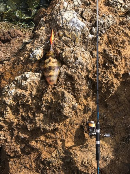 苗我島エギング