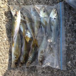 アジで太刀魚・青物狙い!!